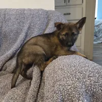 AKC Titled parents Sable girl 2, a female German Shepherd Dog for sale in Newalla, OK – 4 of 9