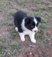 CH sired Black/white girl, a female Border Collie for sale in Newalla, OK – 8 of 8