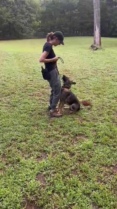 AKC Sport or Pet. Parents are IGP 3., a female German Shepherd Dog for sale in Newalla, OK – 6 of 8