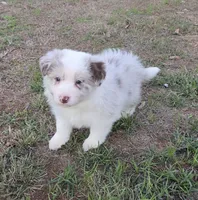 CH sired Red Merle Boy, a male Border Collie for sale in Newalla, OK – 8 of 10
