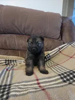 AKC Titled parents Sable boy 3, a male German Shepherd Dog for sale in Newalla, OK – 7 of 9