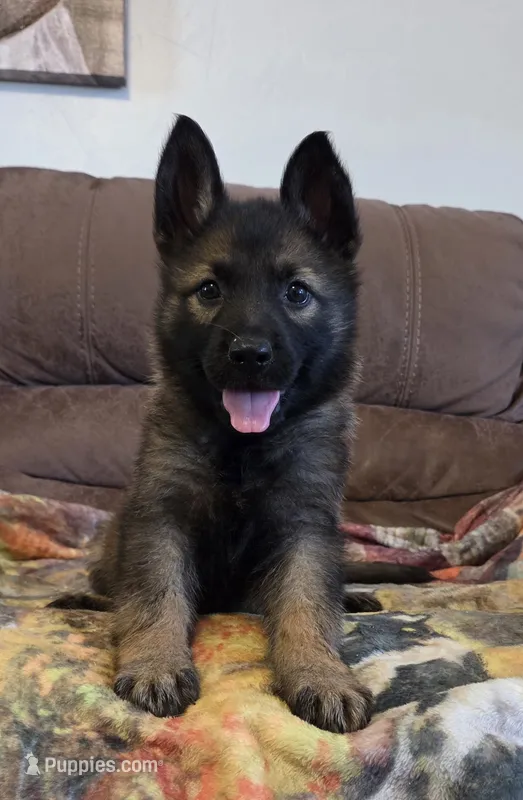AKC Titled parents Sable Plush coat – German Shepherd Dog puppy for sale in Newalla, OK