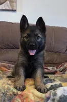 AKC Titled parents Sable Plush coat, a male German Shepherd Dog for sale in Newalla, OK – 1 of 9