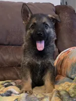 AKC Titled parents Sable boy, a male German Shepherd Dog for sale in Newalla, OK – 1 of 10