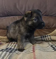 AKC Titled parents Sable F 2, a female German Shepherd Dog for sale in Newalla, OK – 6 of 9