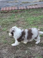 CH Sired Chocolate Merle, a male Border Collie for sale in Newalla, OK – 5 of 5