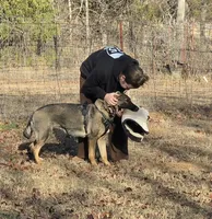 Pet or Sport, a female German Shepherd Dog for sale in Newalla, OK – 3 of 8