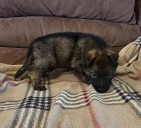 AKC Titled parents Sable F 2, a female German Shepherd Dog for sale in Newalla, OK – 3 of 9