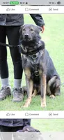 AKC Titled parents Sable, a female German Shepherd Dog for sale in Newalla, OK – 10 of 10