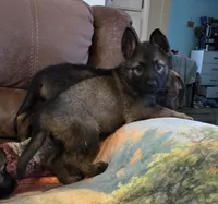 AKC Titled parents Sable Plush coat, a male German Shepherd Dog for sale in Newalla, OK – 8 of 9