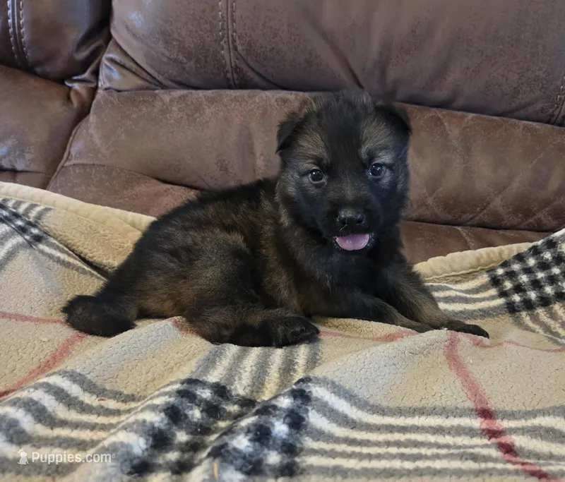 AKC Titled parents Sable boy 3 – German Shepherd Dog puppy for sale in Newalla, OK