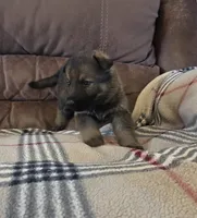 AKC Titled parents Sable boy 2, a male German Shepherd Dog for sale in Newalla, OK – 3 of 9