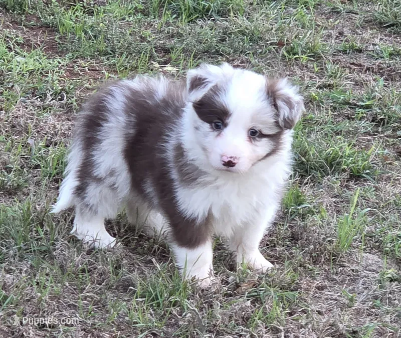 CH Sired Chocolate Merle – Border Collie puppy for sale in Newalla, OK
