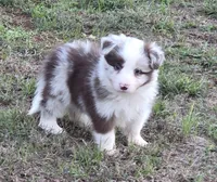 CH Sired Chocolate Merle, a male Border Collie for sale in Newalla, OK – 1 of 5