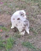 CH sired Red Merle Boy, a male Border Collie for sale in Newalla, OK – 2 of 10