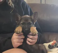AKC Titled parents Sable girl 1, a female German Shepherd Dog for sale in Newalla, OK – 4 of 10
