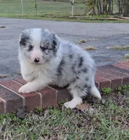 CH sired Blue Merle , a male Border Collie for sale in Newalla, OK – 2 of 7