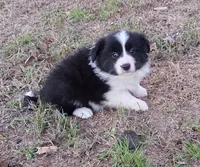CH sired Black/white girl, a female Border Collie for sale in Newalla, OK – 3 of 8