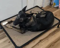 AKC Titled parents Sable, a female German Shepherd Dog for sale in Newalla, OK – 8 of 10