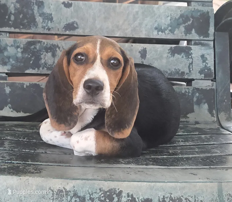 AKC 12" Beagle – Beagle puppy for sale in Newalla, OK