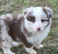 CH Sired Chocolate Merle, a male Border Collie for sale in Newalla, OK – 3 of 5