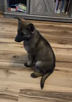 AKC Titled parents Sable girl 2, a female German Shepherd Dog for sale in Newalla, OK – 6 of 9