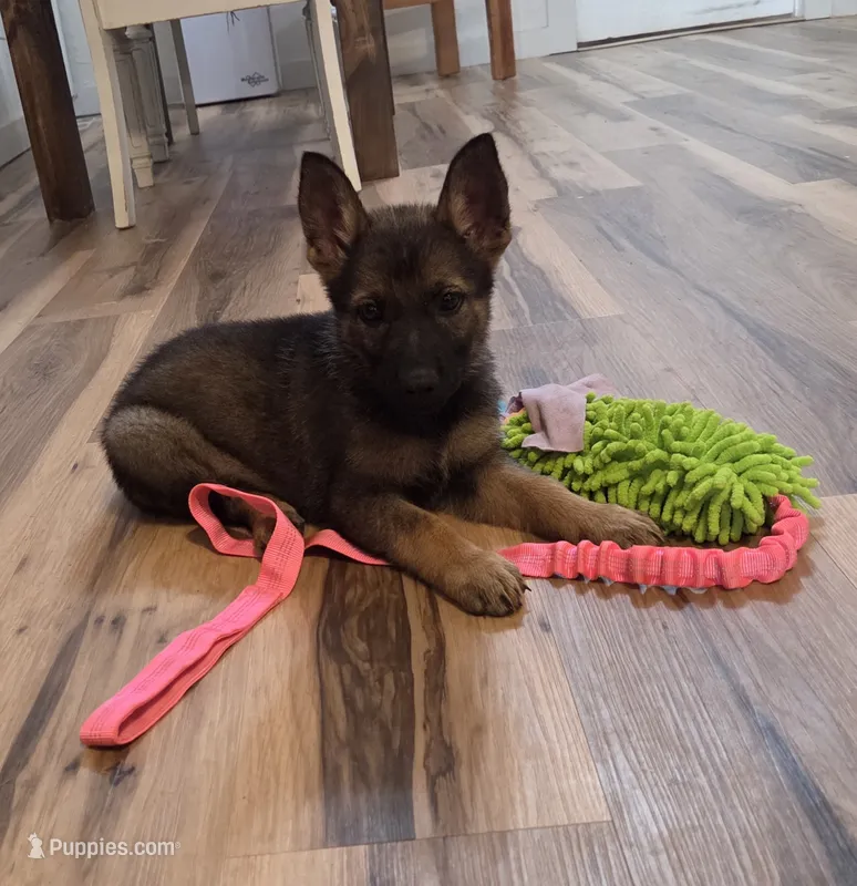 AKC Titled parents Sable girl 1 – German Shepherd Dog puppy for sale in Newalla, OK