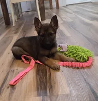 AKC Titled parents Sable girl 1, a female German Shepherd Dog for sale in Newalla, OK – 9 of 10