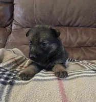 AKC Titled parents Sable, a female German Shepherd Dog for sale in Newalla, OK – 4 of 10