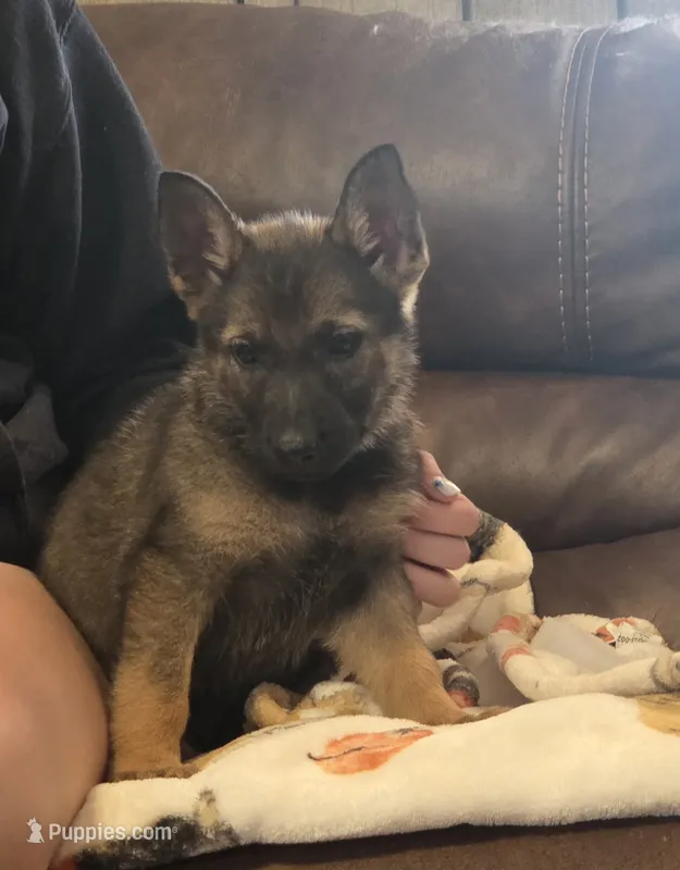 AKC Titled parents Sable girl 1 – German Shepherd Dog puppy for sale in Newalla, OK