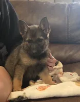 AKC Titled parents Sable girl 1, a female German Shepherd Dog for sale in Newalla, OK – 1 of 10