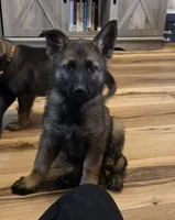 AKC Titled parents Sable girl 2, a female German Shepherd Dog for sale in Newalla, OK – 1 of 9