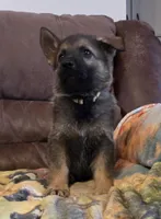AKC Titled parents Sable boy, a male German Shepherd Dog for sale in Newalla, OK – 8 of 10