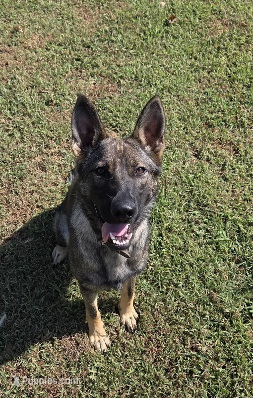 AKC Sport or Pet. Parents are IGP 3. – German Shepherd Dog puppy for sale in Newalla, OK