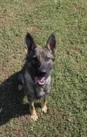 AKC Sport or Pet. Parents are IGP 3., a female German Shepherd Dog for sale in Newalla, OK – 3 of 8