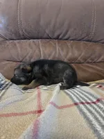 AKC Titled parents Sable, a female German Shepherd Dog for sale in Newalla, OK – 7 of 10