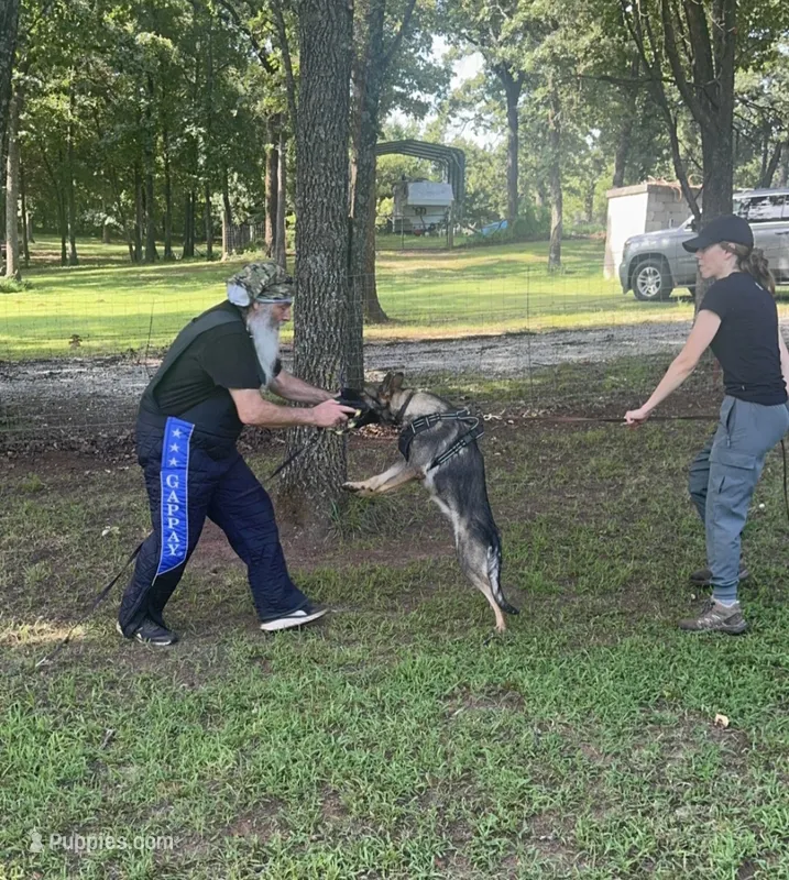 AKC Sport or Pet. Parents are IGP 3. – German Shepherd Dog puppy for sale in Newalla, OK