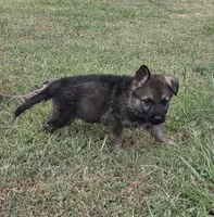AKC Titled parents Sable Yellow collar, a male German Shepherd Dog for sale in Newalla, OK – 2 of 10
