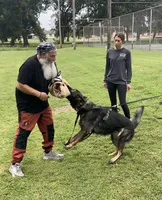 AKC Titled parents Sable boy, a male German Shepherd Dog for sale in Newalla, OK – 6 of 10