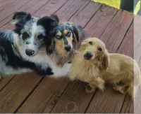 Champion line Dapple boy, a male Miniature Dachshund for sale in Newalla, OK – 6 of 6