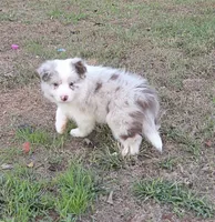CH sired Red Merle Boy, a male Border Collie for sale in Newalla, OK – 3 of 10
