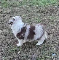 CH Sired Chocolate Merle, a male Border Collie for sale in Newalla, OK – 4 of 5