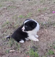 CH sired Black/white girl, a female Border Collie for sale in Newalla, OK – 4 of 8