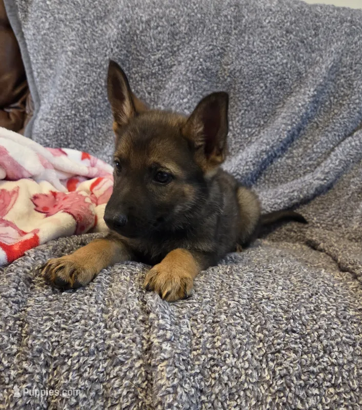 AKC Titled parents Sable girl 1 – German Shepherd Dog puppy for sale in Newalla, OK