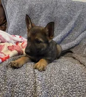 AKC Titled parents Sable girl 1, a female German Shepherd Dog for sale in Newalla, OK – 2 of 10