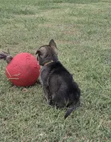 AKC Titled parents Sable Yellow collar, a male German Shepherd Dog for sale in Newalla, OK – 5 of 10