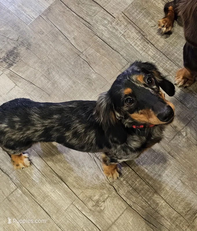 Cole – Miniature Dachshund puppy for sale in Hampton, VA