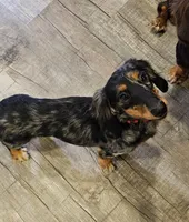 Cole, a male Miniature Dachshund for sale in Hampton, VA – 1 of 4