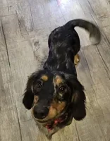 Cole, a male Miniature Dachshund for sale in Hampton, VA – 2 of 4