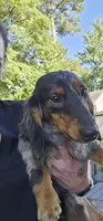 Cole, a male Miniature Dachshund for sale in Hampton, VA – 4 of 4